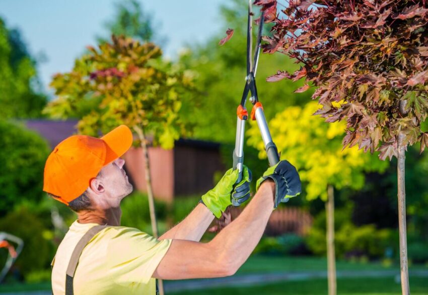 Affordable Tree Cutting Service